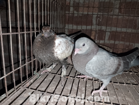 গিরিবাজ কবুতর এর বাচ্চা